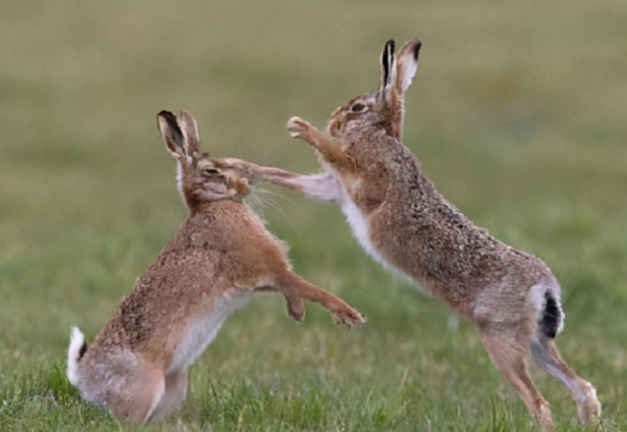 澳大利亚的野兔为什么会成灾成灾,澳洲人怎么吃野兔的