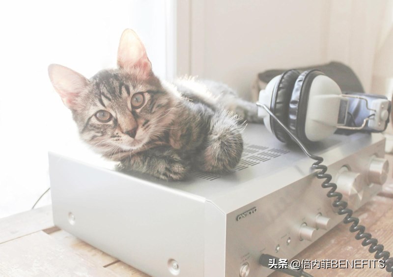 怎么知道宠物误食也没有吐完,宠物误食毒物急救方法