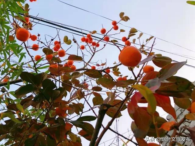 十里杏花谷里，藏着深秋的诗情画意