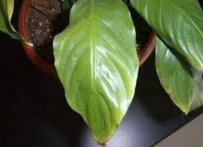 养的白掌有些叶子黑了,养白掌不吉利扔掉可以吗