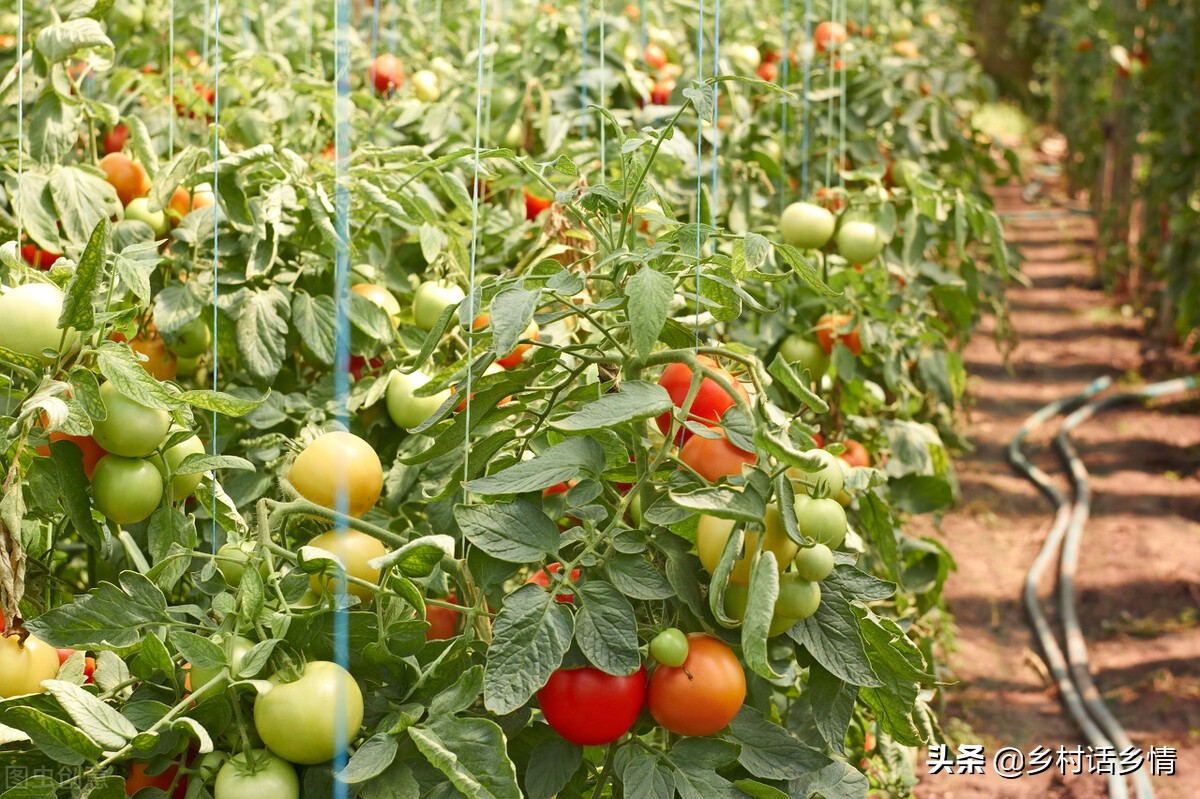 给蔬菜喷上小苏打可以防治病虫害,蔬菜病虫害防治技术小苏打