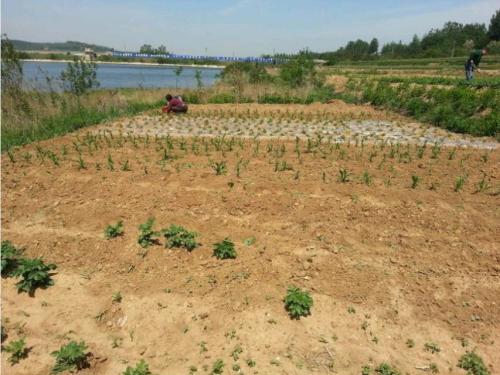 占耕地建房被拆请律师有用吗,强占他人耕地迁坟怎么处理