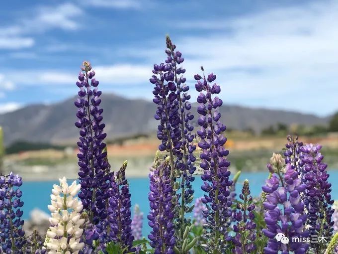 新西兰自驾游需要关注什么,新西兰自驾游要带什么东西