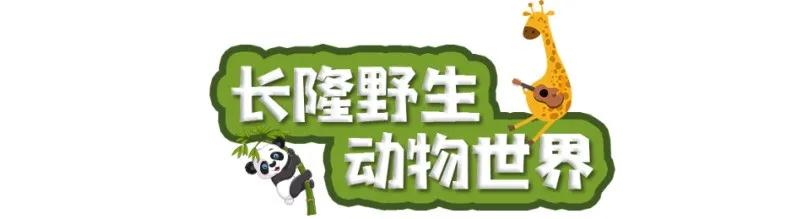 长隆飞鸟乐园长隆熊猫酒店怎么选,周一长隆野生动物园游玩攻略