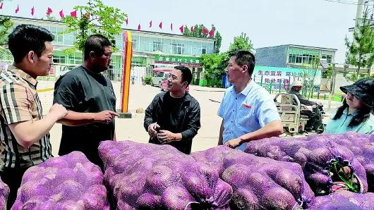 洋葱价格暴跌印度,洋葱收购最新消息