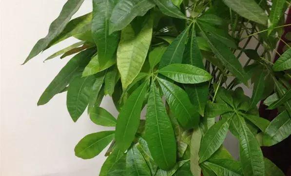 冬季茶花黄叶掉叶子的补救方法,冬季麒麟掌黄叶落叶什么原因