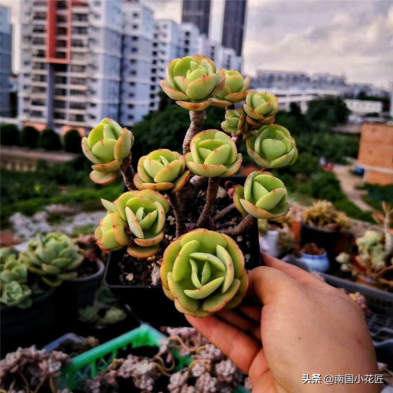 高温碧桃多肉避雨不,夏天高温多肉可以换盆吗