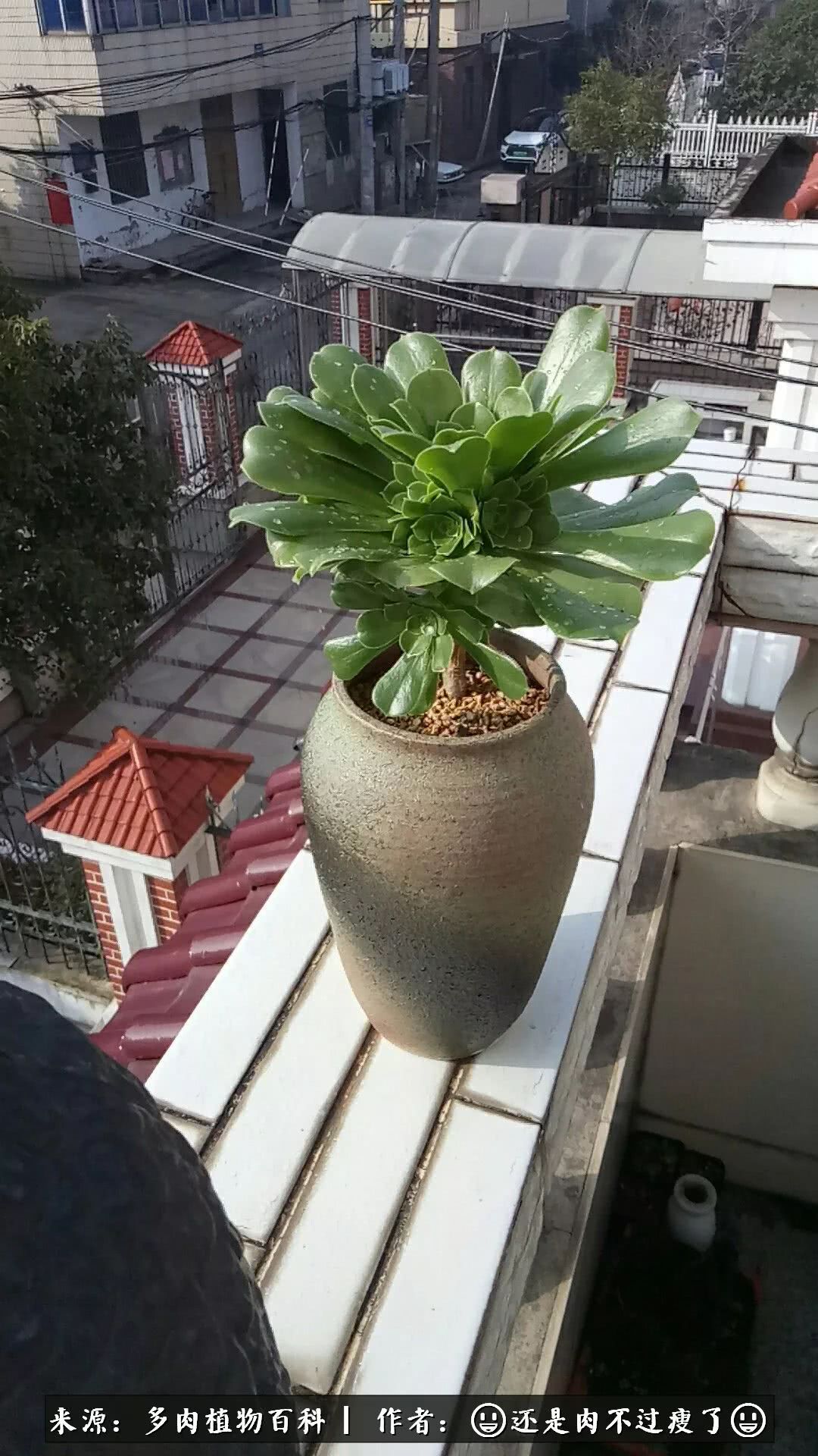 日照弘一法师,日照法师请师父