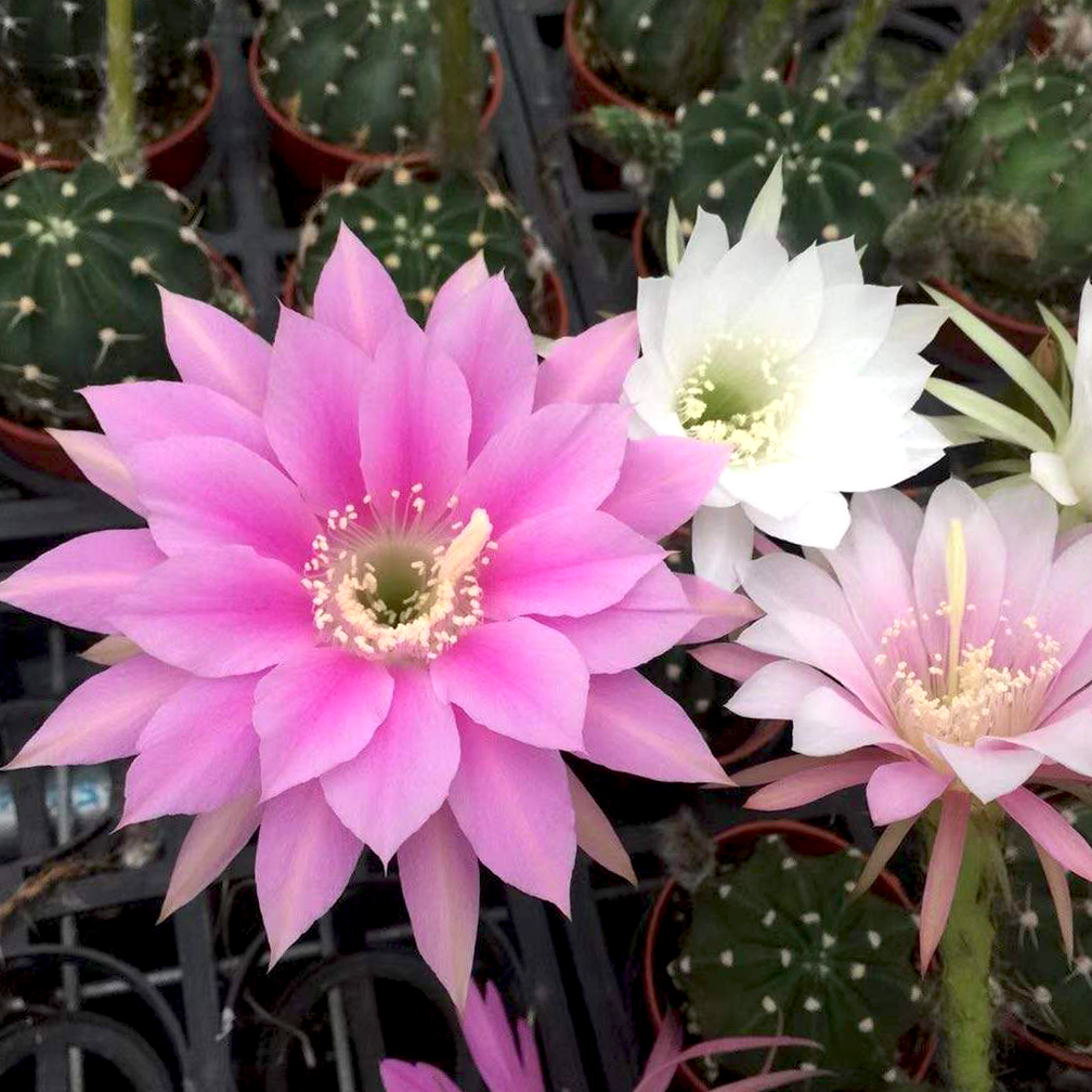 4种盆栽花有开花机器之称,4大仙人球