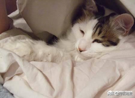猫老是在被子上踩来踩去,怎么防止猫在被子上尿尿