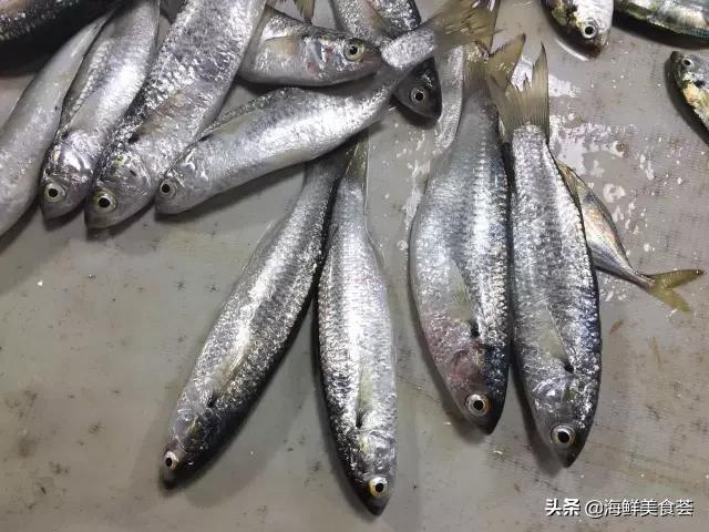 常见的鱼虾蟹等海鲜的认识,虾蟹类海鲜大全