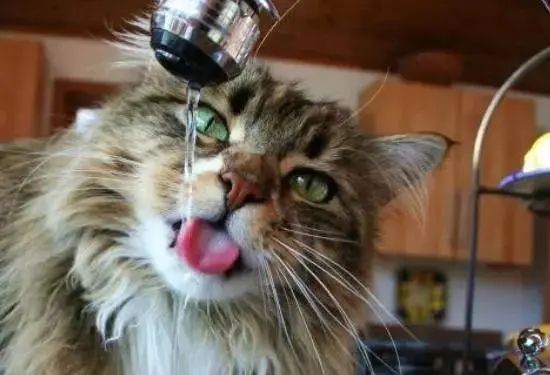猫咪呕吐白色泡沫是什么原因,猫咪吃了冻干后呕吐是什么原因