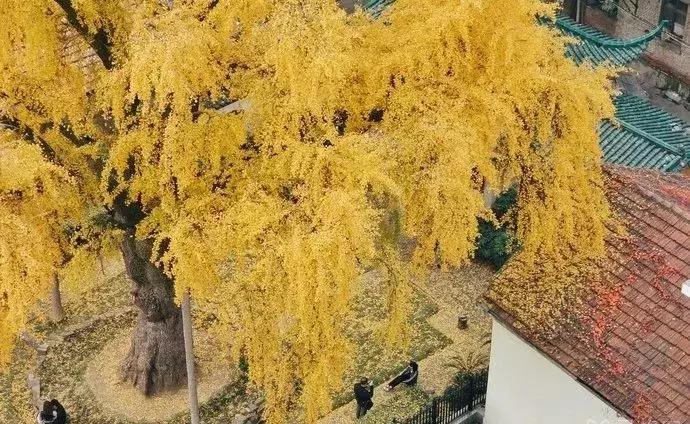 今年夏天在武汉必做的十件事,武汉新春过年坐地铁打卡攻略