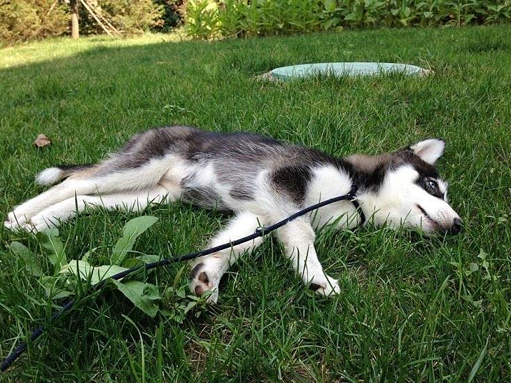 哈士奇辟谣,哈士奇不听话铲屎官拿出一样兵器