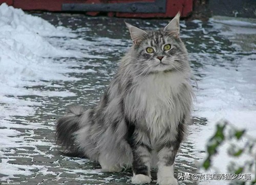 温柔、健硕、易推倒，冬天最好的暖手宝——缅因猫