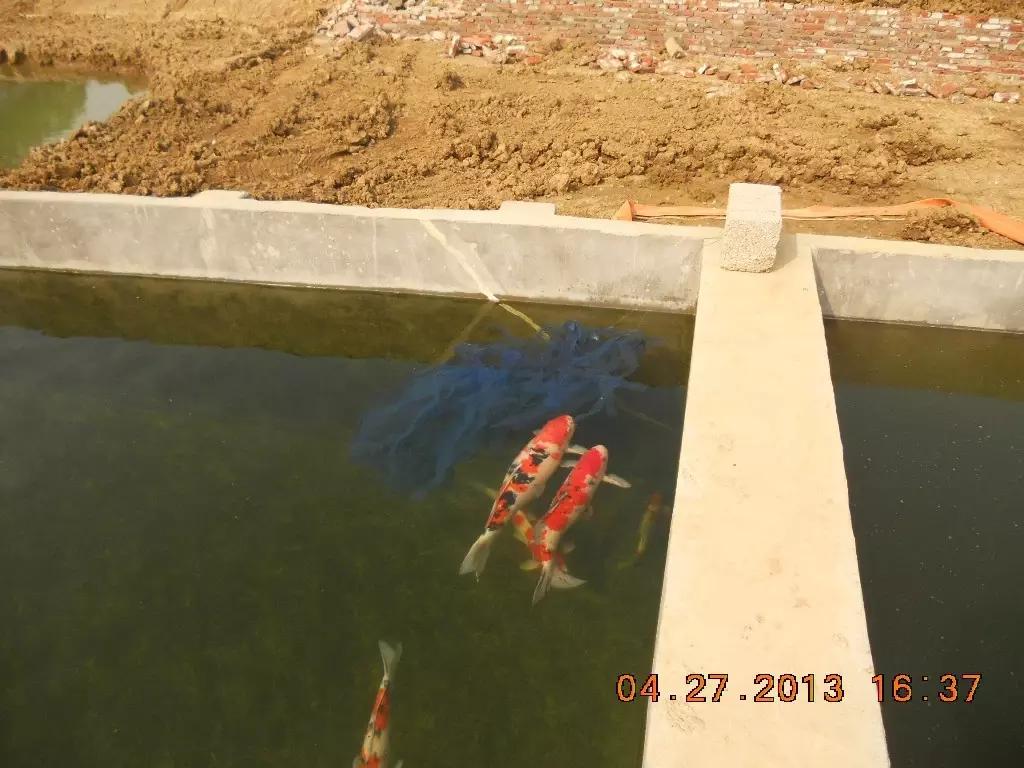 锦鲤池养殖方法图解,锦鲤繁殖全过程纪录片