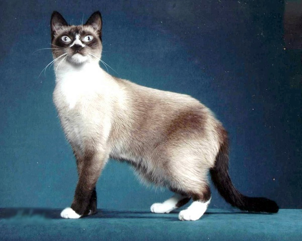 各种猫咪花纹品种,名贵品种猫咪大全