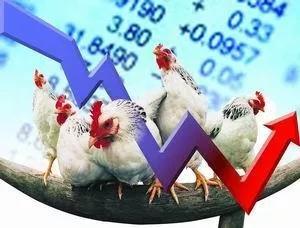 养鸡150万一只利润有多大,靠养鸡能实现年收入上千亿吗