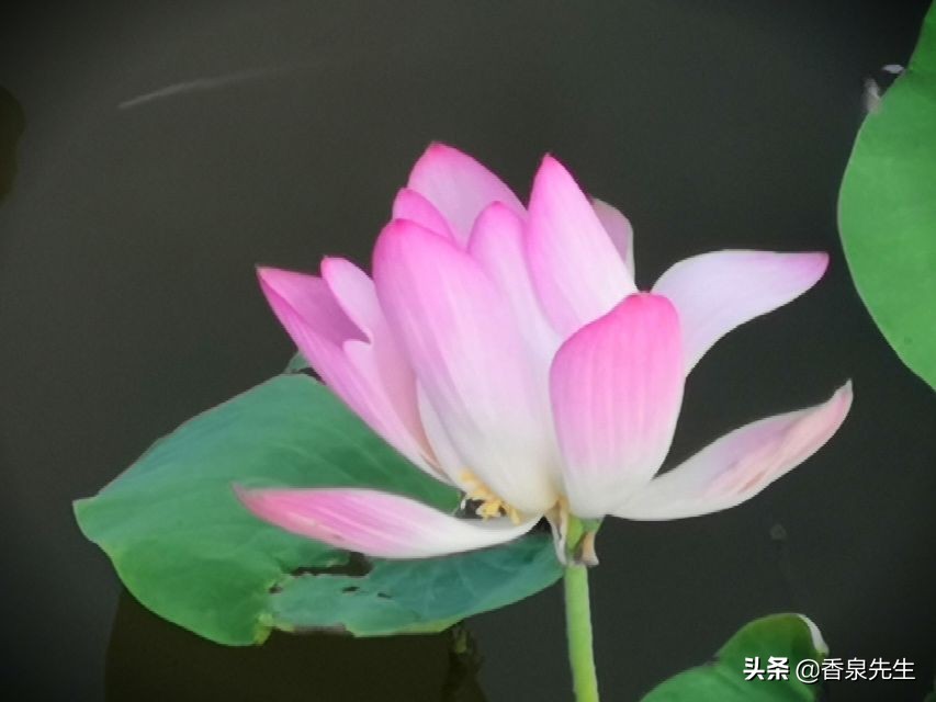 闲情偶记视频,闲情偶记讲解