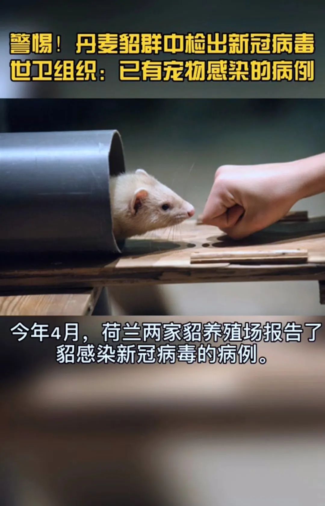 丹麦共发现5种貂类变异新冠病毒,丹麦在养殖貂体内发现新冠病毒