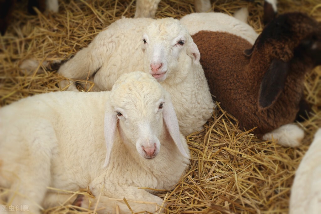 为什么羊突然消瘦了,僵羊瘦羊怎样调理