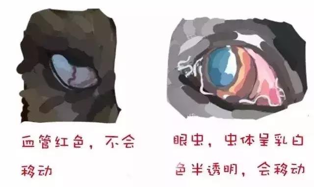 福懋动物医院广西,福懋动物医院深圳