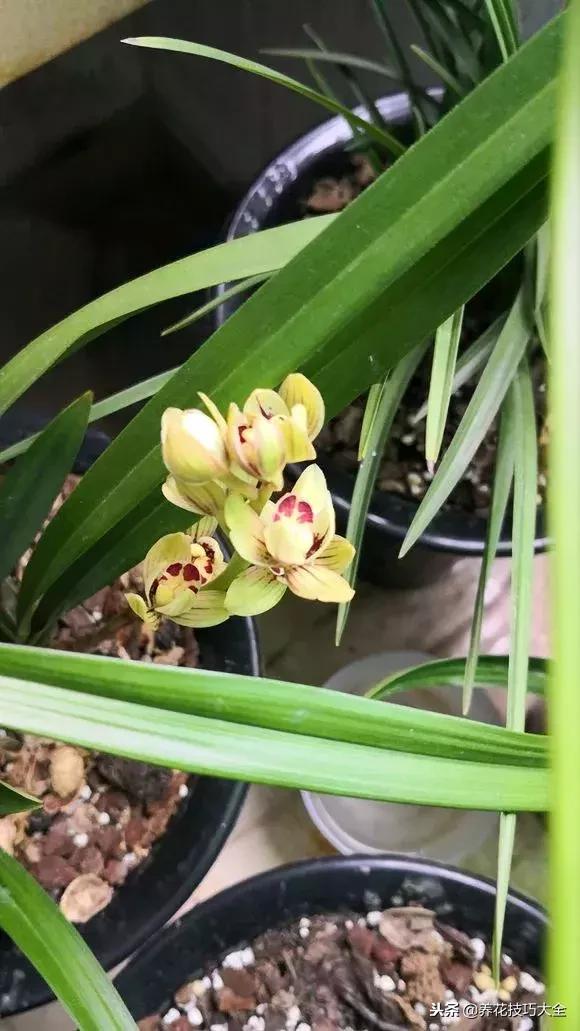 香味最好闻的十种花,一年四季都能闻到香味的四种花