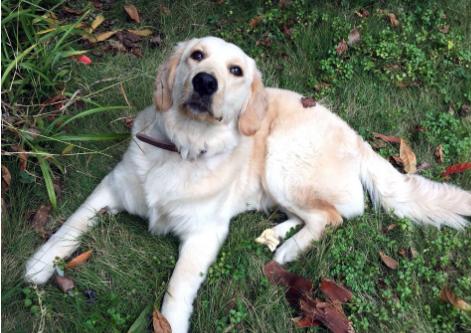 选金毛的时候排除什么，10个部位挑个好金毛，送给即将养金毛的人