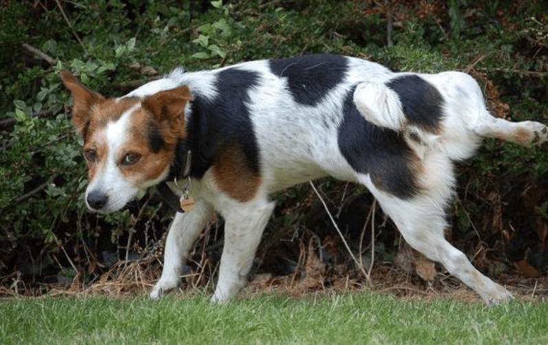 狗狗60天小便有血,狗狗尿尿没有血但是会流血