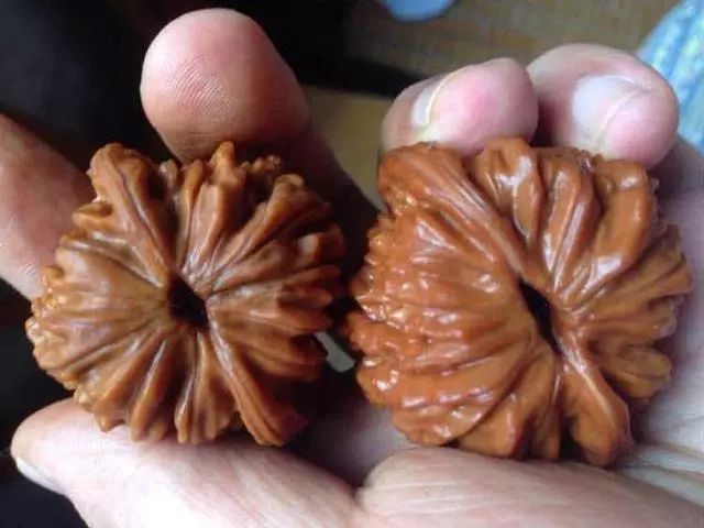 文玩核桃封脐,核桃封脐用什么东西最简单