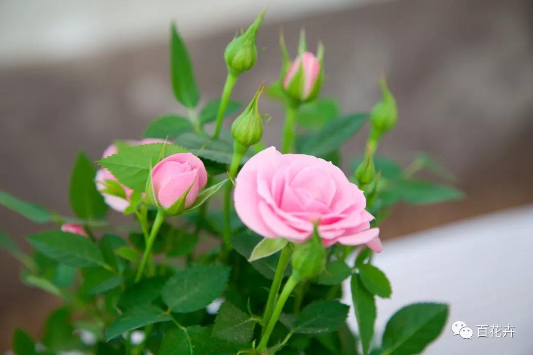 怎么养花才能养得好月季,怎样浇水才能使花更好的生长