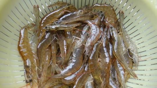 渤海湾野生海鲜图片,渤海湾海鲜为什么好