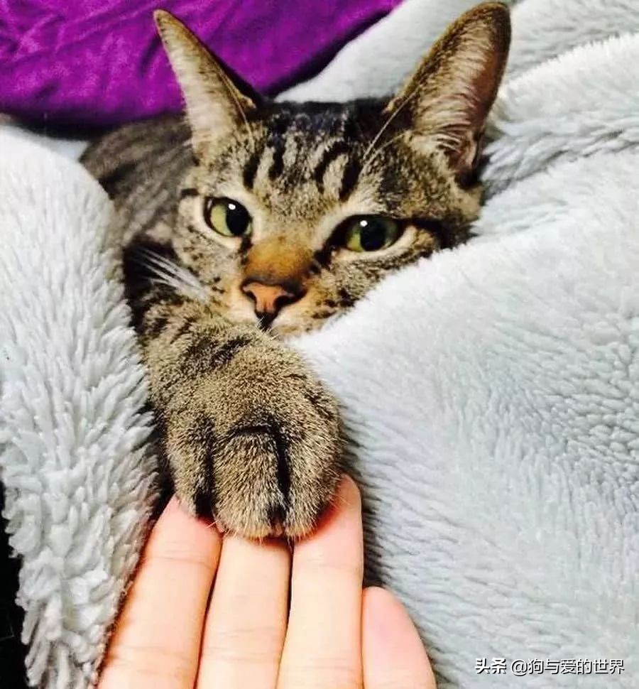 猫猫为什么喜欢躲在暗处扑人,猫猫为什么把爪子藏起来