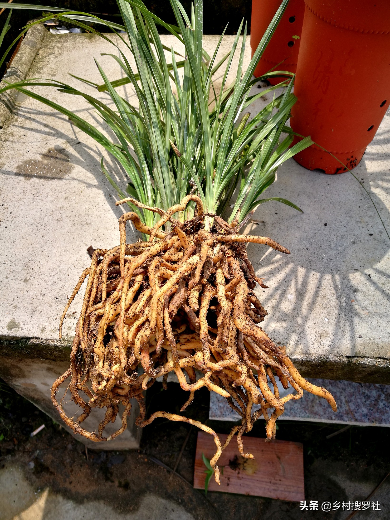 把土炒熟会杀菌吗,把土炒熟了还能种花吗