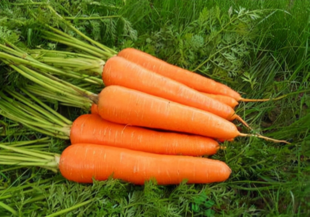 兔子一天不拉屎但正常吃东西？常见的几种情况及处理措施