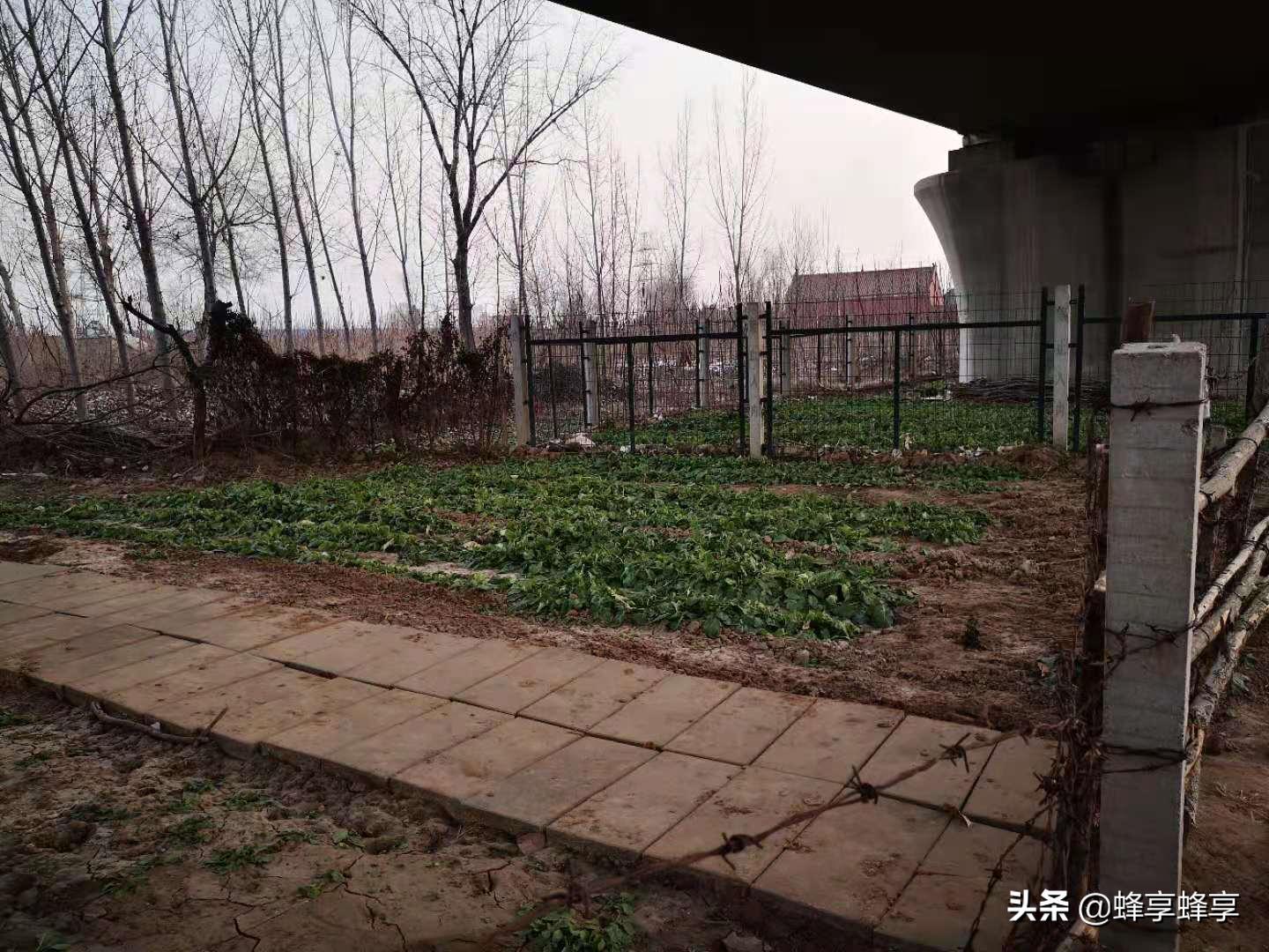 鹤壁新区室内足球场,鹤壁小菜园