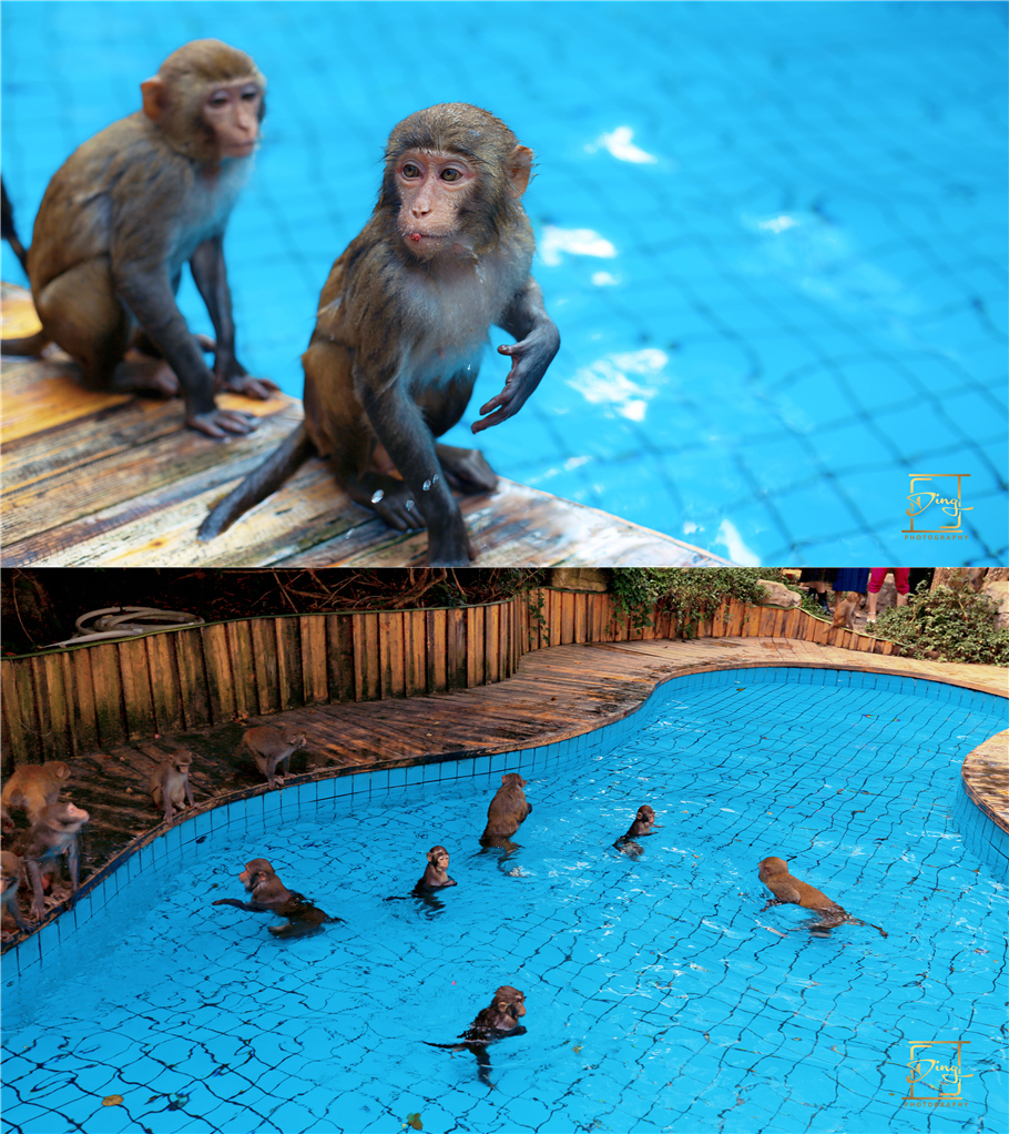 海南猴岛旅游自由行攻略,海南猴岛和呆呆岛攻略