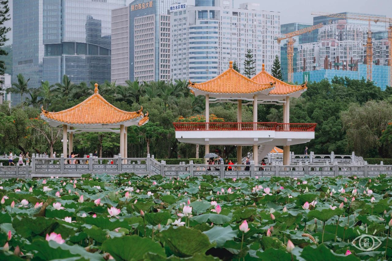深圳洪湖公园7月18号还有荷花吗,深圳洪湖公园现在有荷花开吗