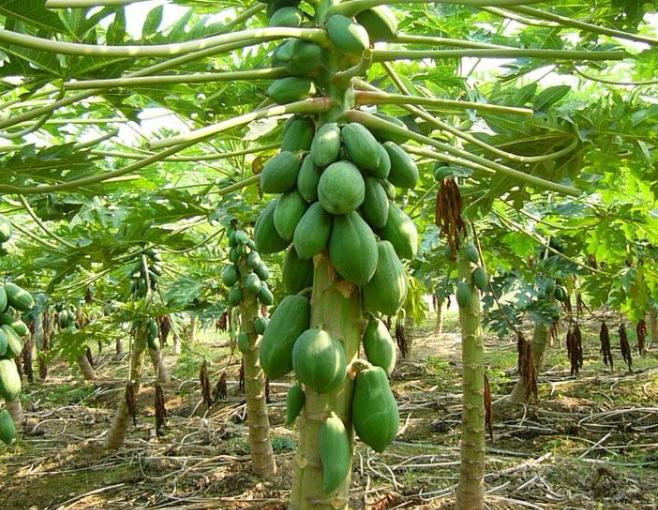 木瓜怎样判断新不新鲜,怎么判断木瓜的好坏