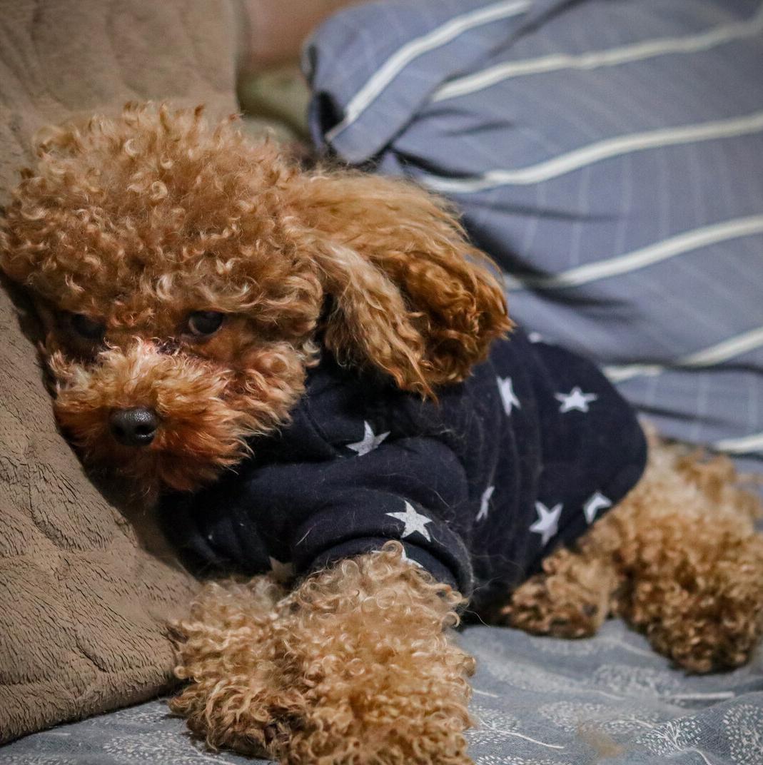 新手养泰迪犬要关注些什么,养泰迪犬需要关注啥