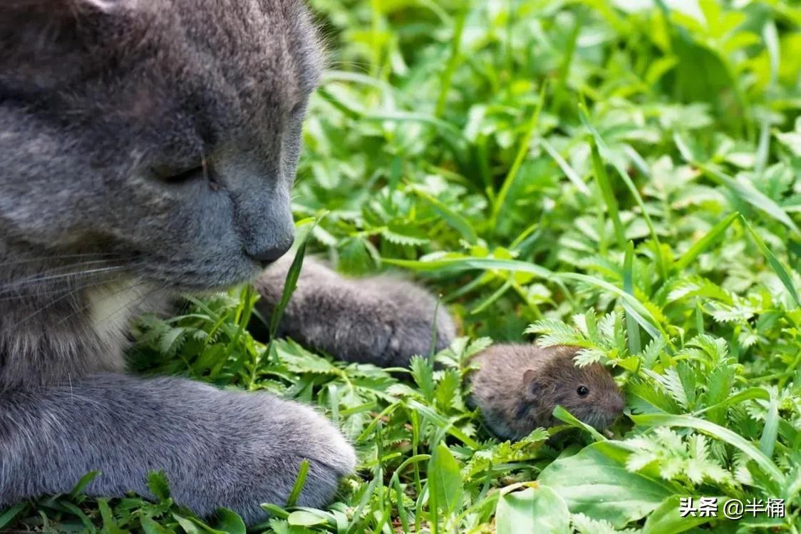 猫抓到老鼠不吃是什么原因,为什么猫抓到老鼠不立刻吃掉呢