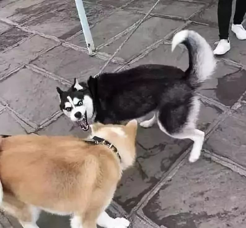 什么狗能打得过二哈,一群狗打二哈吓腿软
