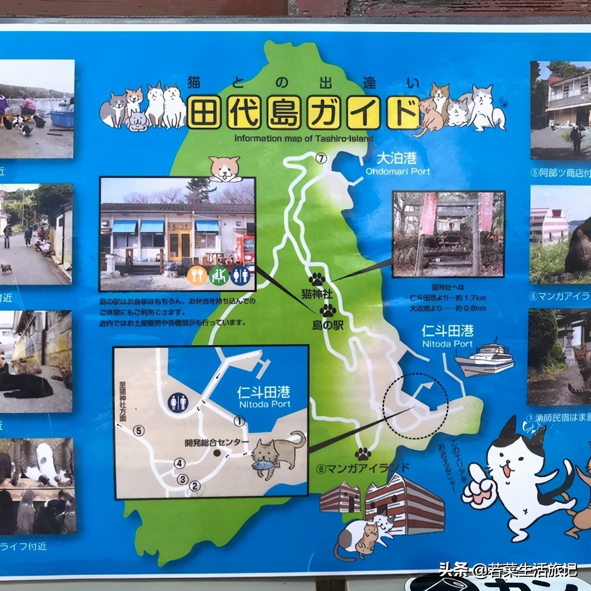 猫奴们都想去的圣地日本的猫岛,日本猫岛猫咪