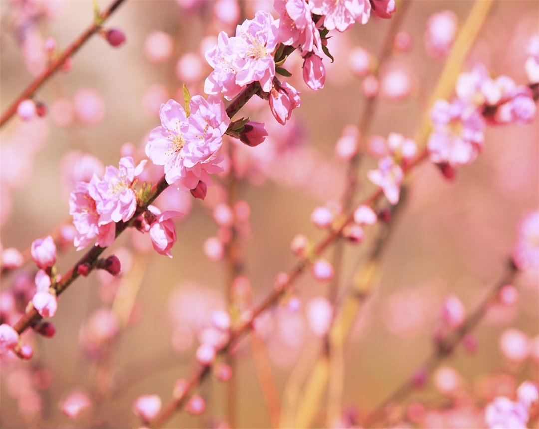 盆栽桃花养殖方法,观赏桃花的养殖方法和关注事项