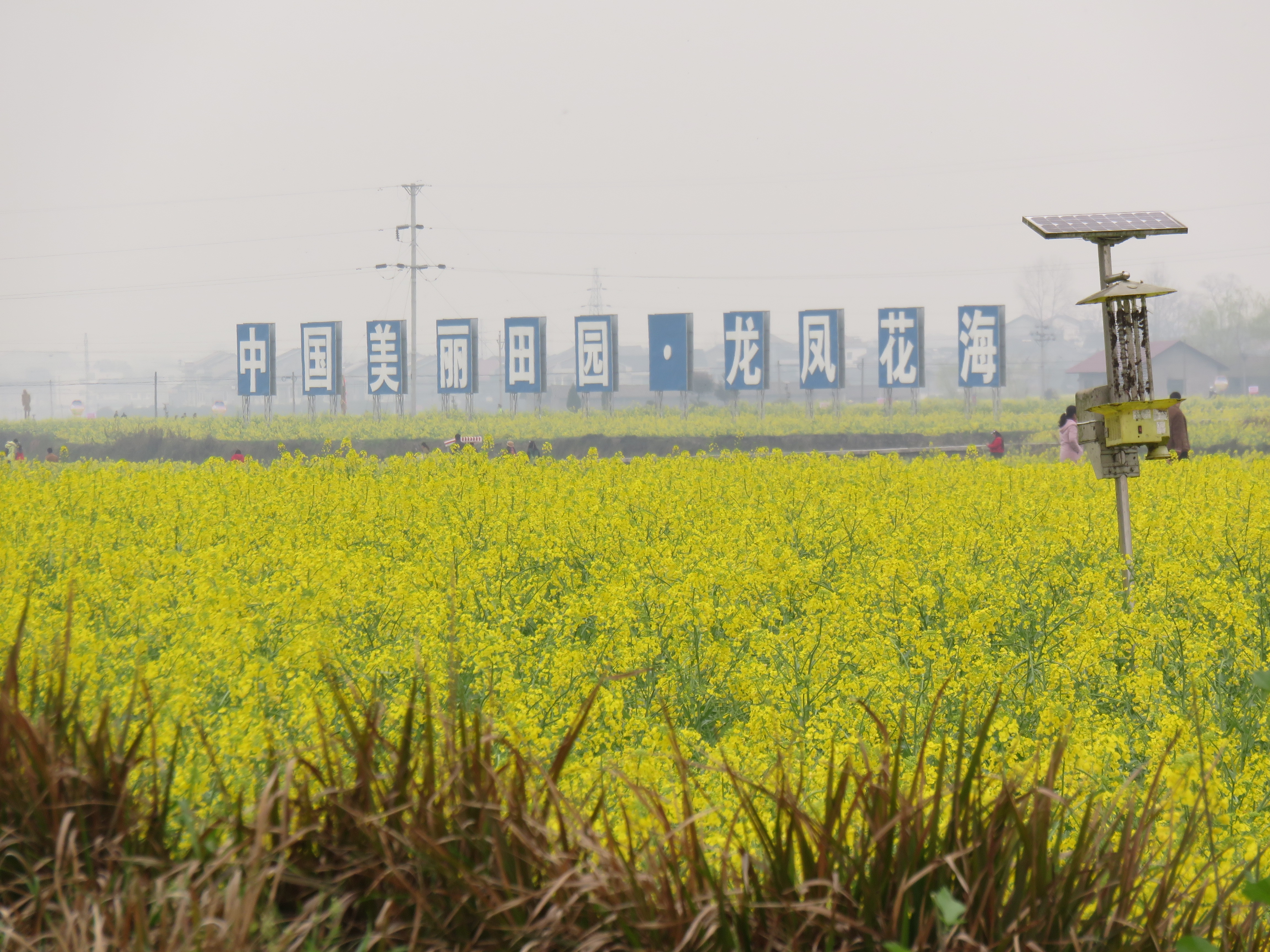 秀山清溪龙凤油菜花海,秀山清溪龙凤花海视频