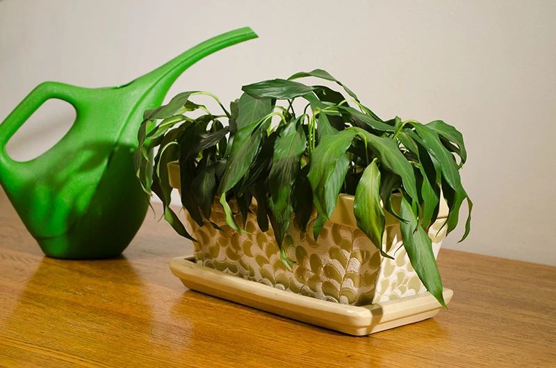 4个方法植物很容易烂根黄叶,浇水多了花枯萎了怎么救活