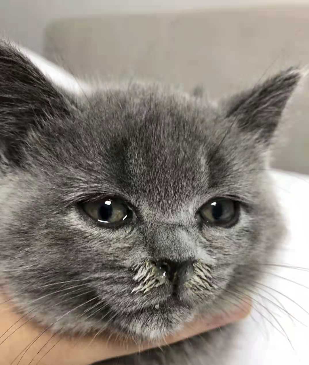 猫感冒鼻支炎,猫感冒和猫鼻支有什么区别