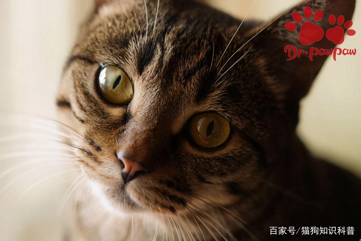 小奶猫鼻塞怎么办最有效,小奶猫鼻塞