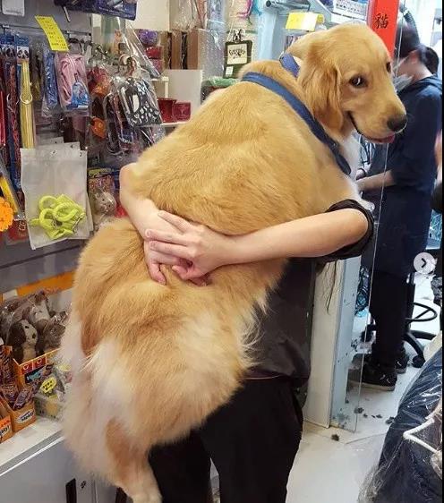 养什么狗好不爱叫,养什么狗不拆家不生病