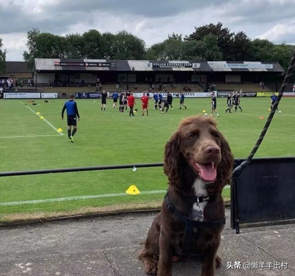 狗看足球比赛,狗子看踢足球激动